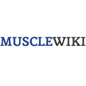 musclewiki插圖
