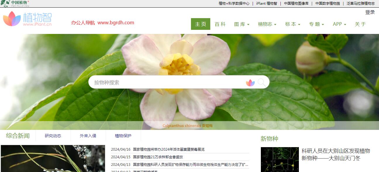 iPlant植物智插圖 iPlant植物智插圖