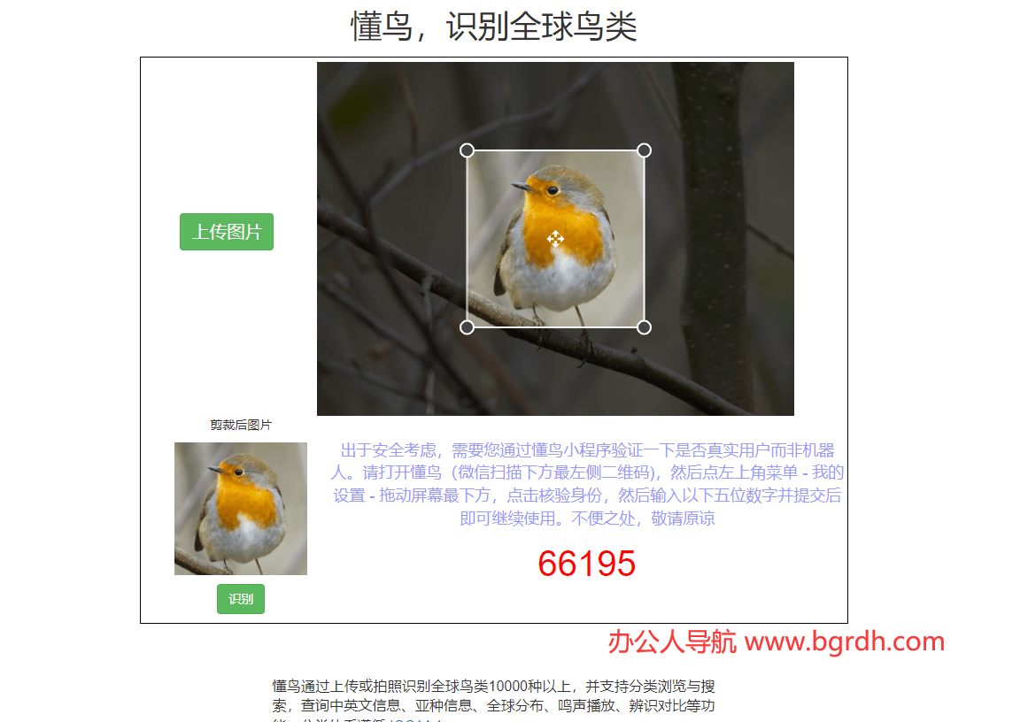 懂鳥插圖 懂鳥插圖