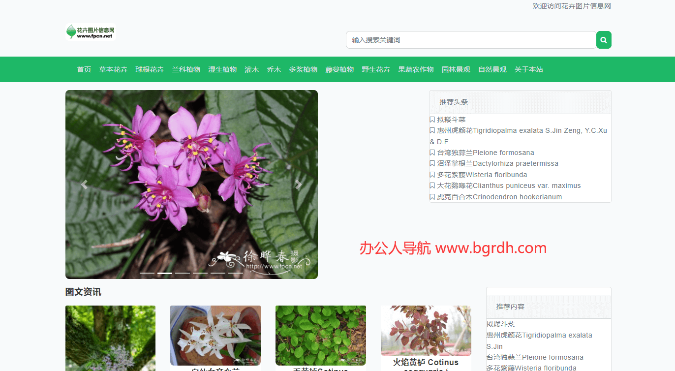花卉圖片網插圖 花卉圖片網插圖