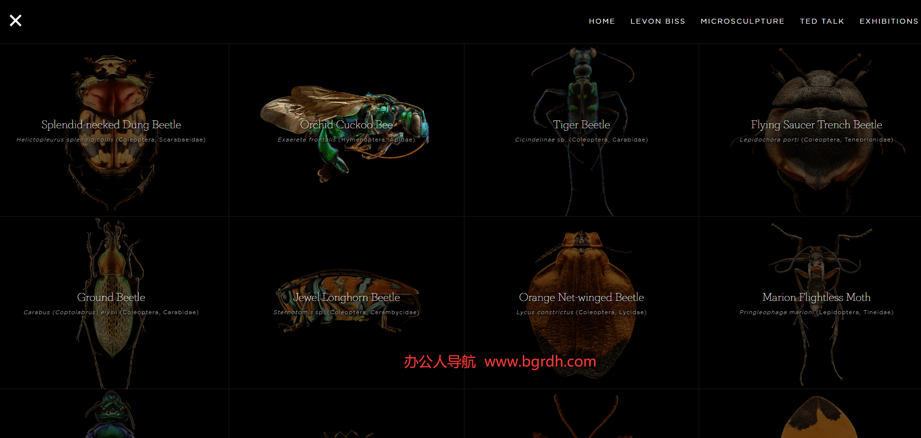 Microsculpture插圖 Microsculpture插圖